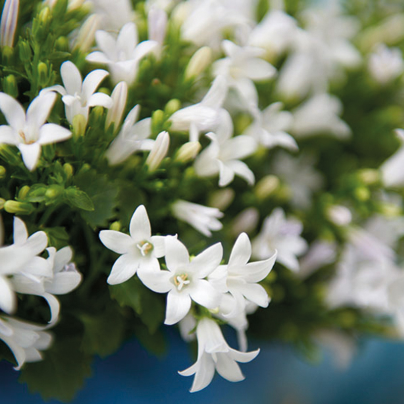 Campanula Addenda Ambella White in Ivory Elegance lichtblauw