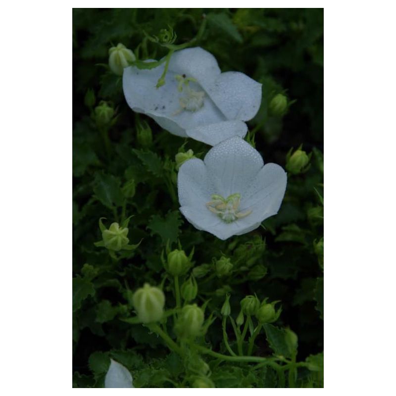 Campanula Weisse Clips - 6 stuks