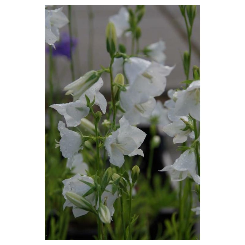 Campanula Alba - 6 stuks