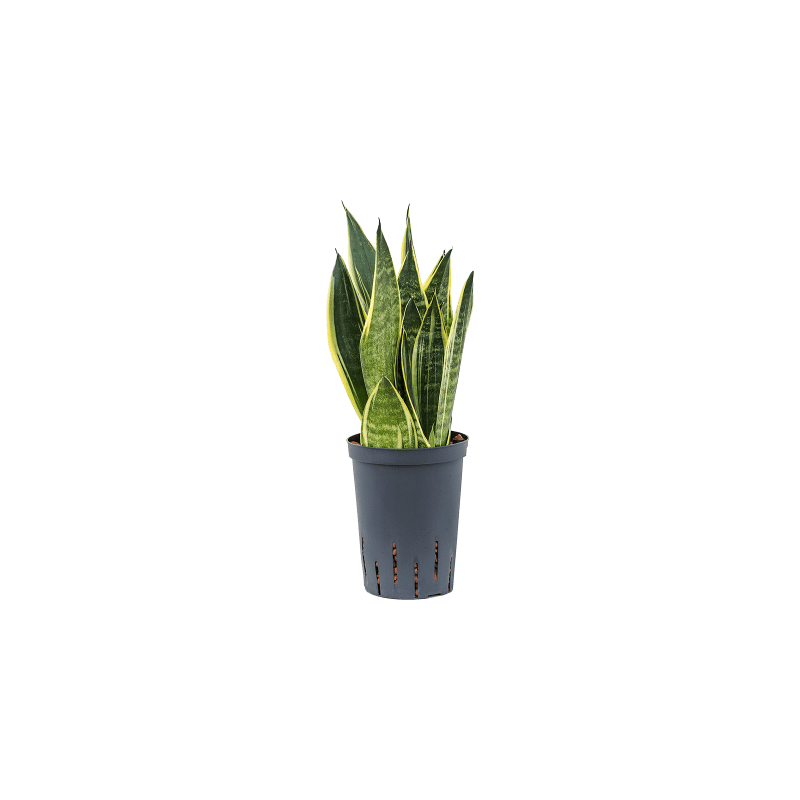 Sansevieria Canary