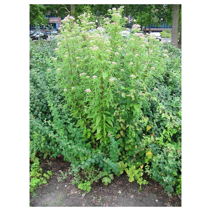 Eupatorium cannabinum - 6 stuks