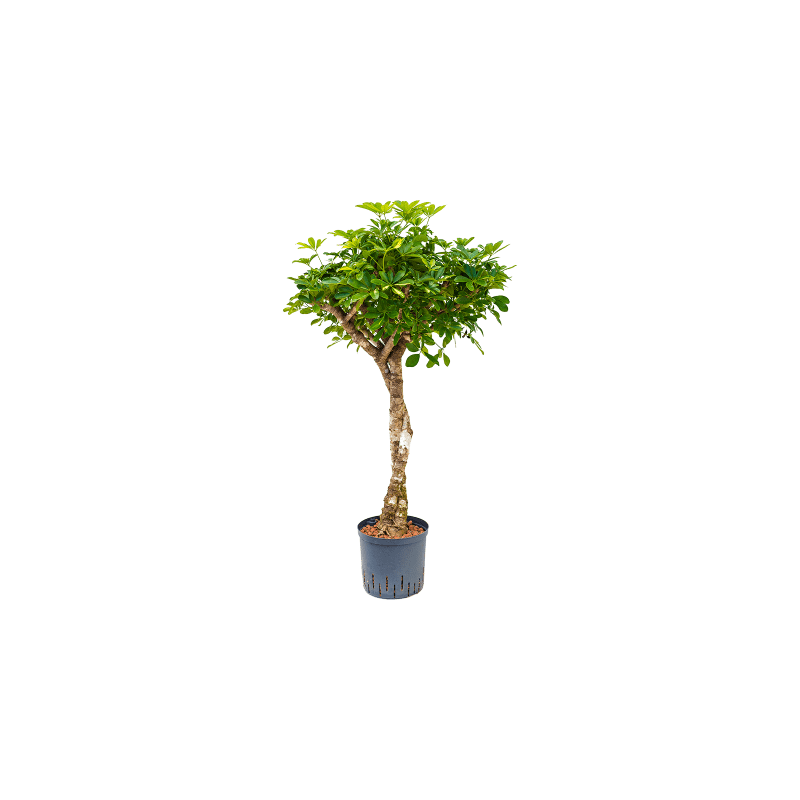 Schefflera Arboricola Gold Capella op stam twist