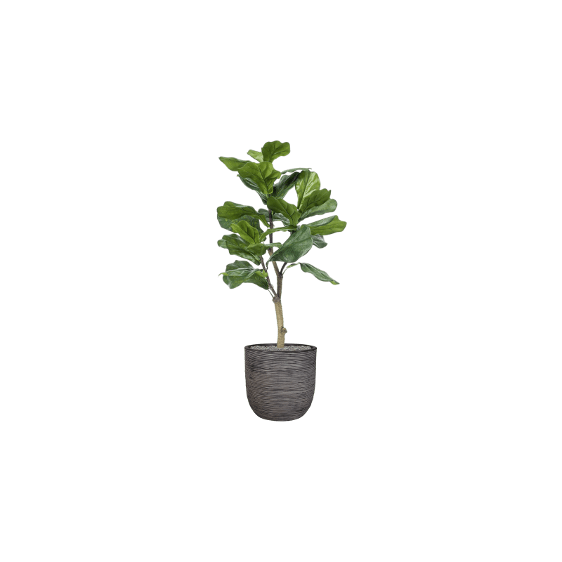 Ficus lyrata in Capi Nature Rib Egg Antraciet - kunstplant