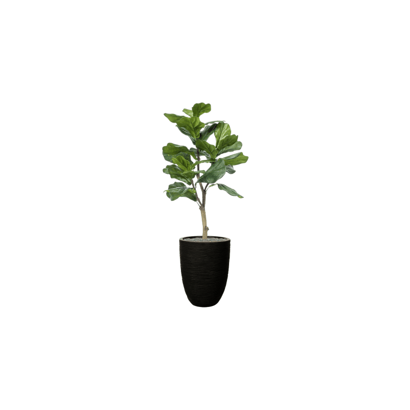 Ficus lyrata in Capi Nature Rib Vase Elegant Zwart - kunstplant