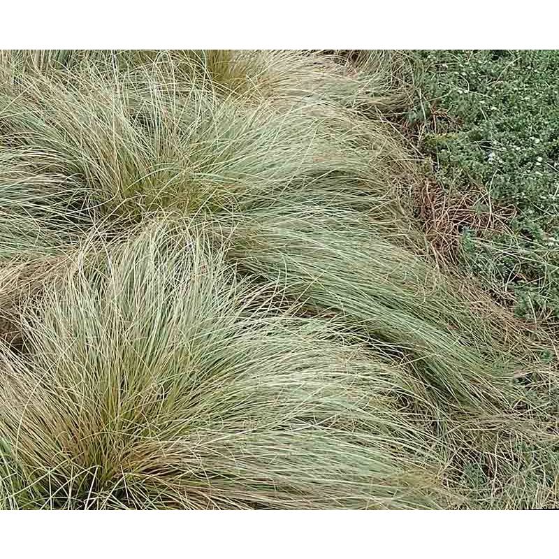 Carex Frosted Curls - 6 stuks