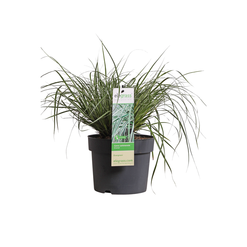 Carex Everest - 6 stuks