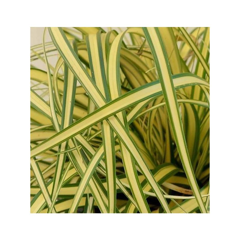 Carex Evergold - 6 stuks