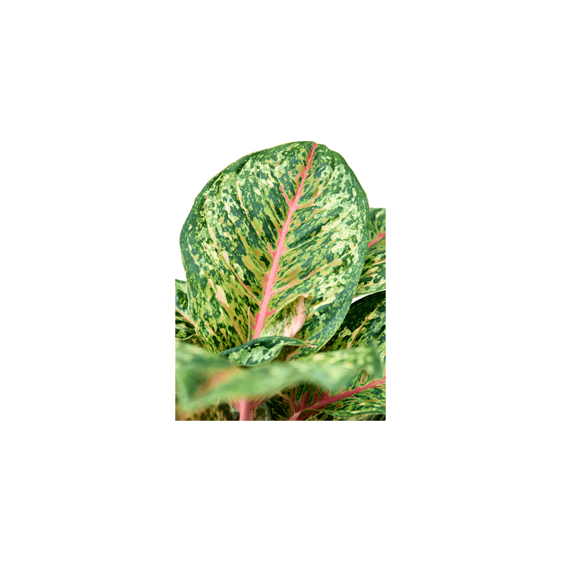 Aglaonema Carnival Queen