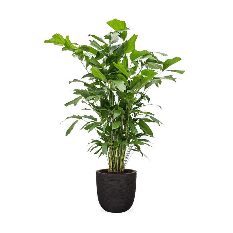 Caryota Mitis in Nature Egg Rib Planter Rib zwart