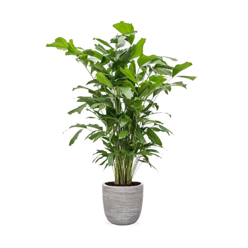 Caryota Mitis in Nature Egg Rib Planter Rib wit