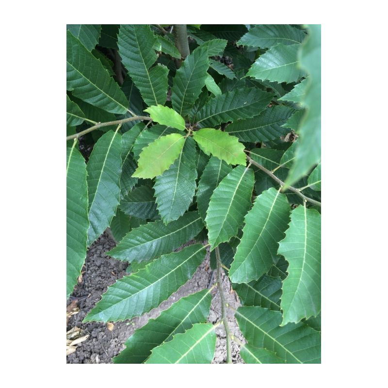 Castanea Sativa - meerstammig