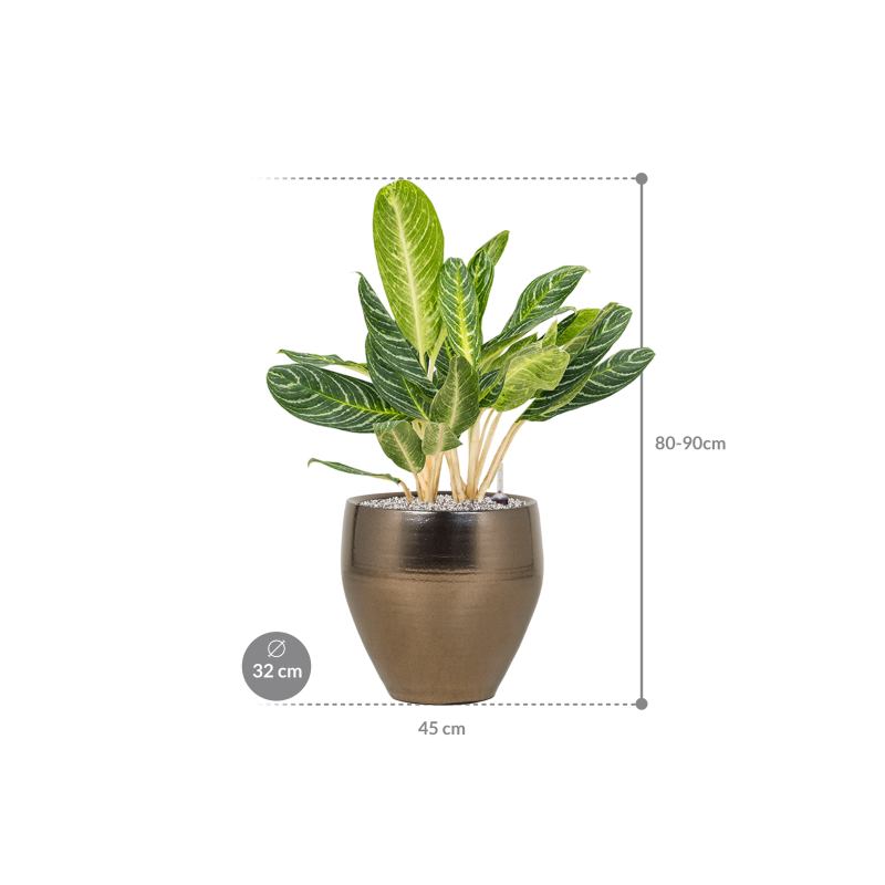 Aglaonema Key Lime in Amora Goud