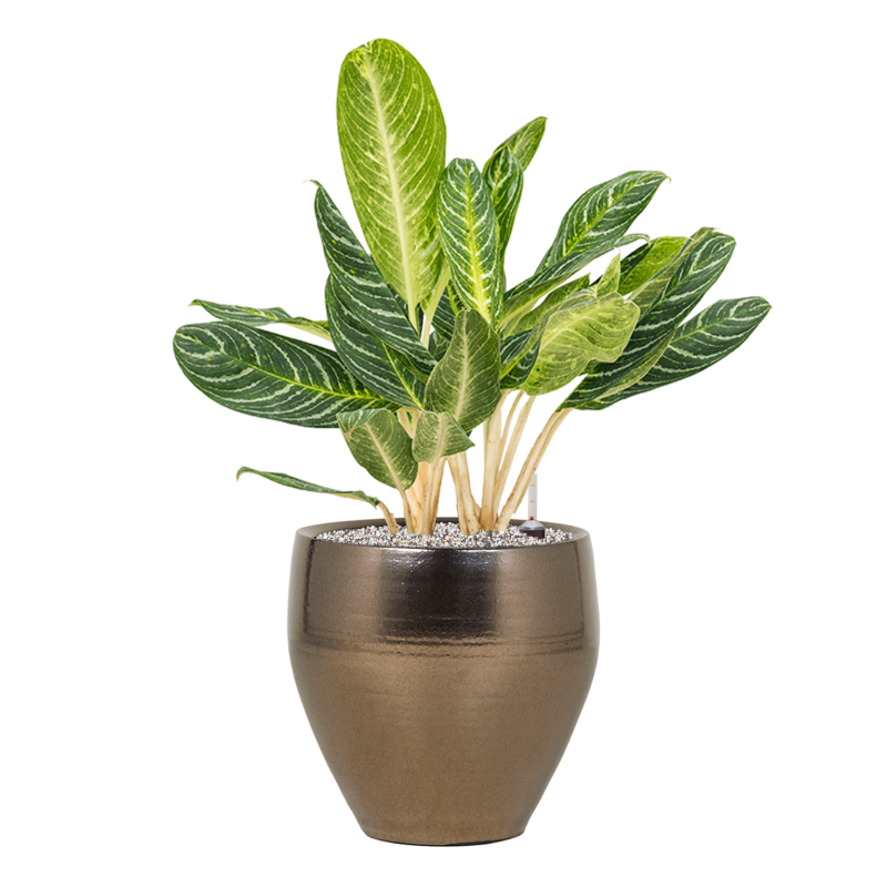 Aglaonema Key Lime in Amora Goud