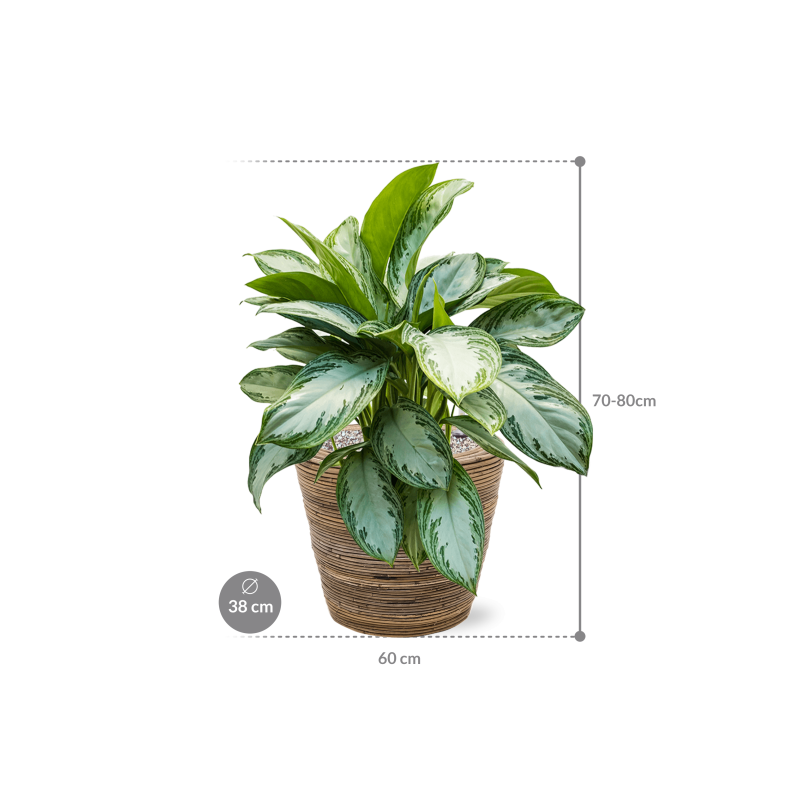 Aglaonema Silver Bay in Drypot Rattan Stripe Round Grey