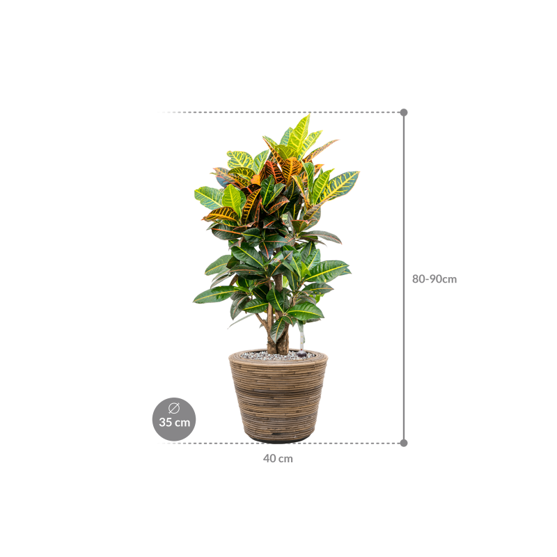 Croton Variegatum Petra in Drypot Rattan Stripe Round Grey