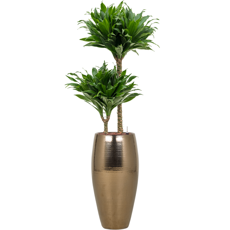 Dracaena Compacta in Amora Vase Gold