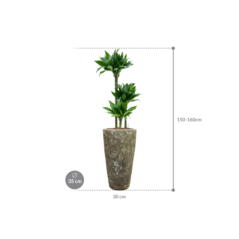 Dracaena Black Jack in Baq Vulcana Partner Straight Groen