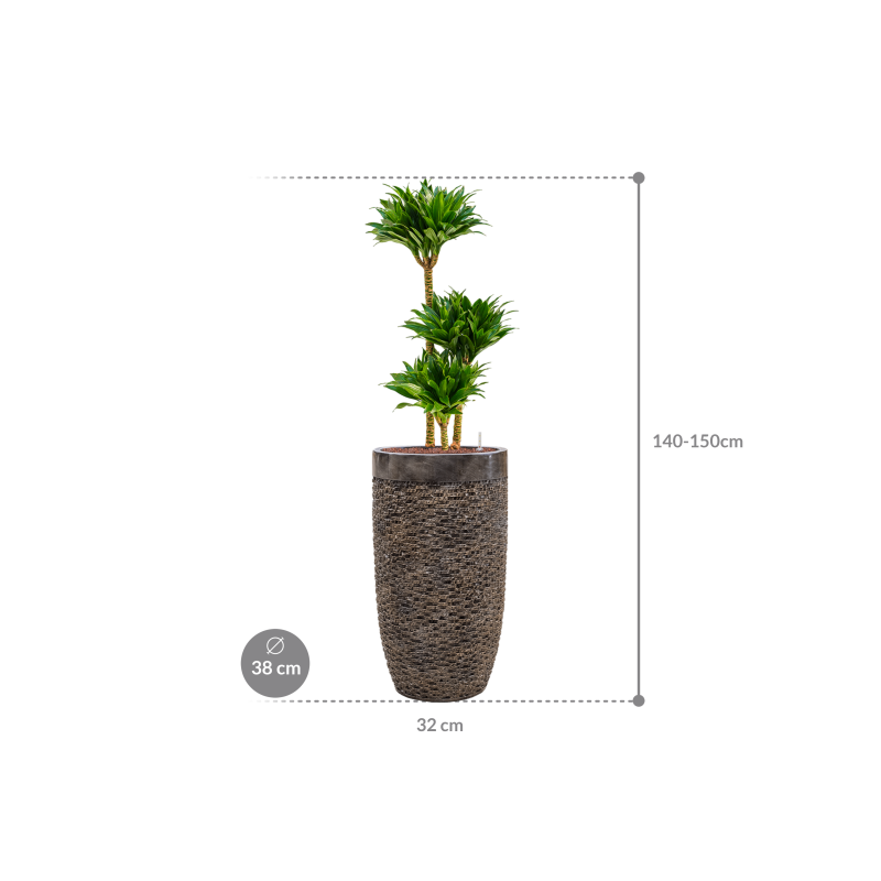 Dracaena Compacta in Baq Luxe Lite Universe Layer