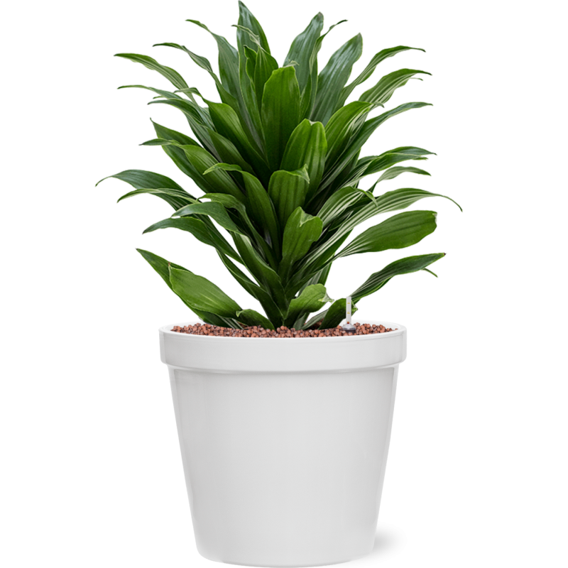 Dracaena Compacta in Feliz Conica Wit