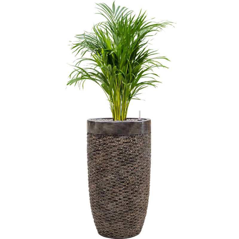 Areca Lutescens in Baq Luxe Lite Universe Layer