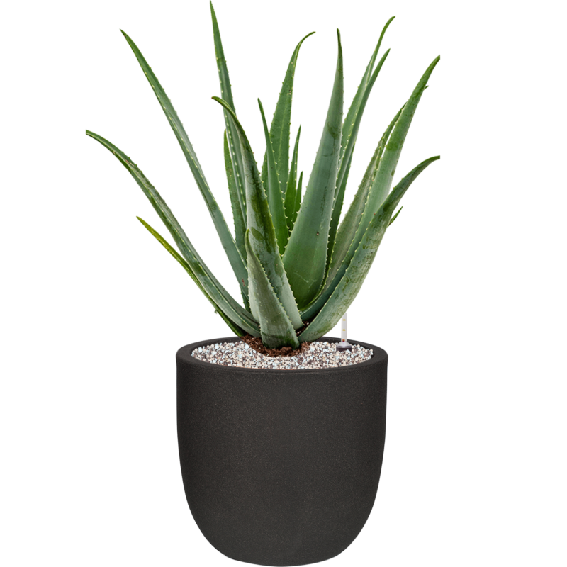 Aloe vera barbadensis in Capi Urban Smooth NL