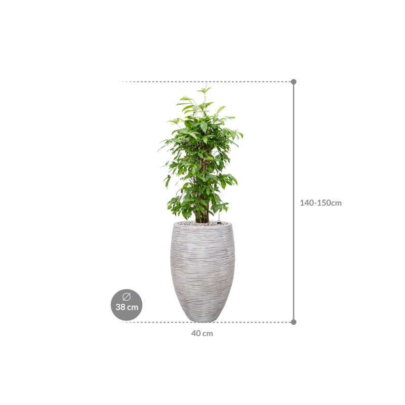 Dracaena Surculosa in Capi Nature Rib Vase Deluxe Wit