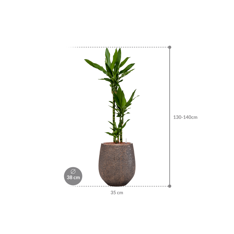 Dracaena Janet Lind in Baq Opus Darcy Goud