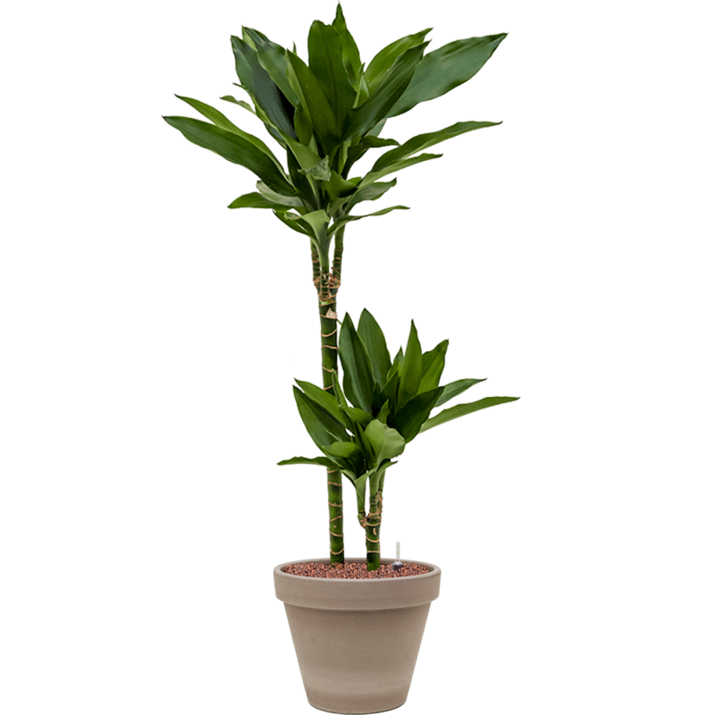 Dracaena fragrans Janet Lind in Terracotta Grijs