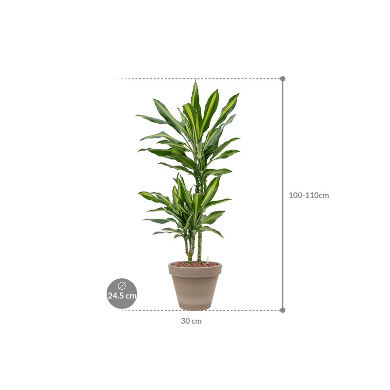 Dracaena Cintho in Terracotta Grijs