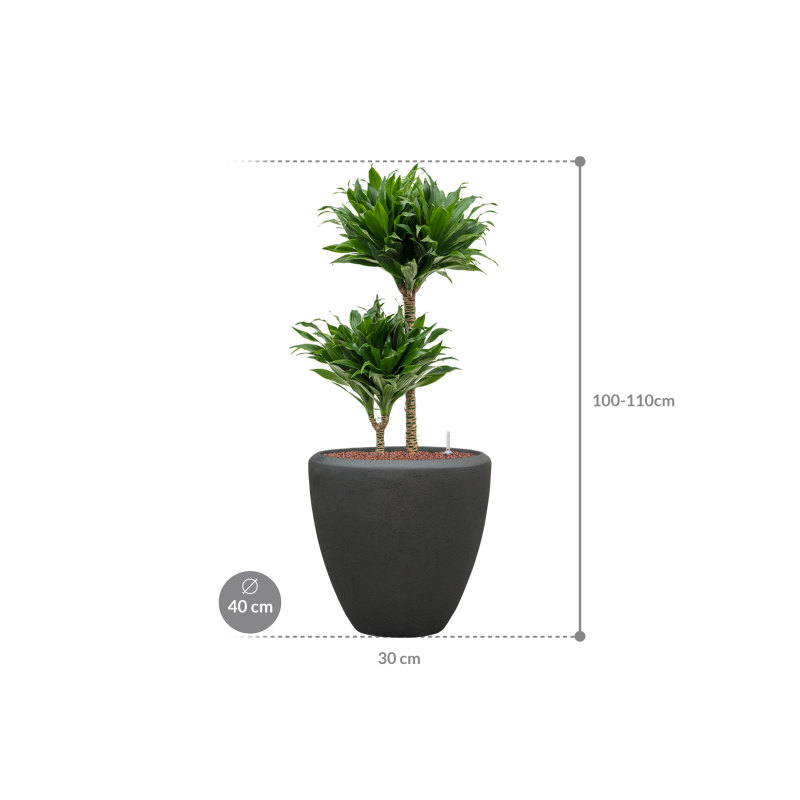 Dracaena Compacta in Baq Polystone Couple Zwart