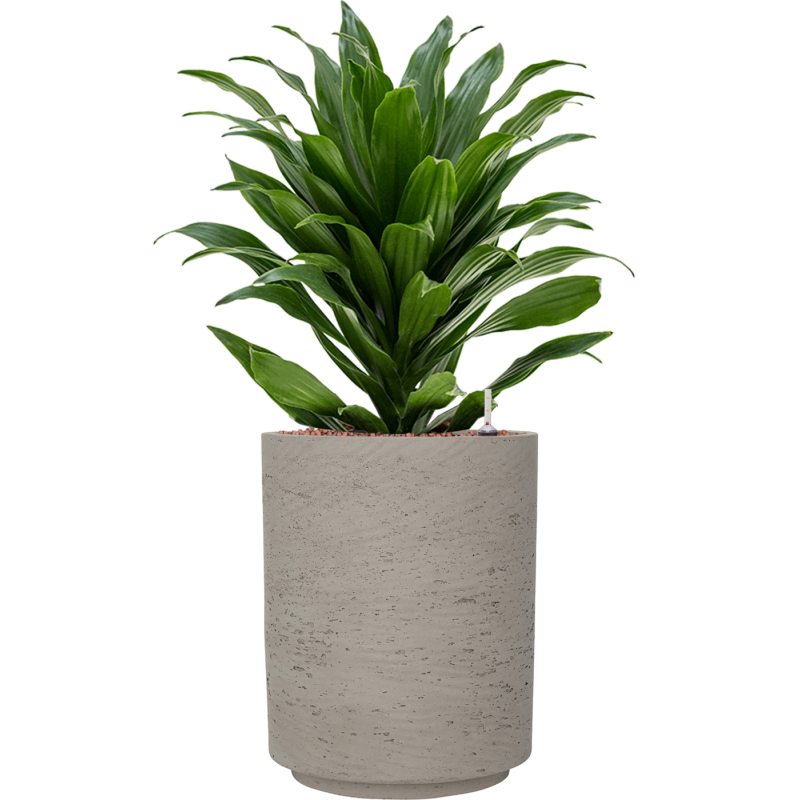 Dracaena Compacta in Rugged Suzi Grijs