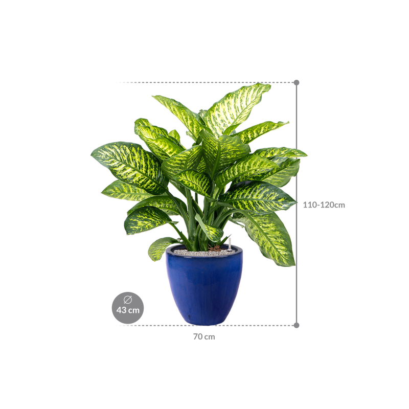 Dieffenbachia Maroba in Plain Couple Blauw