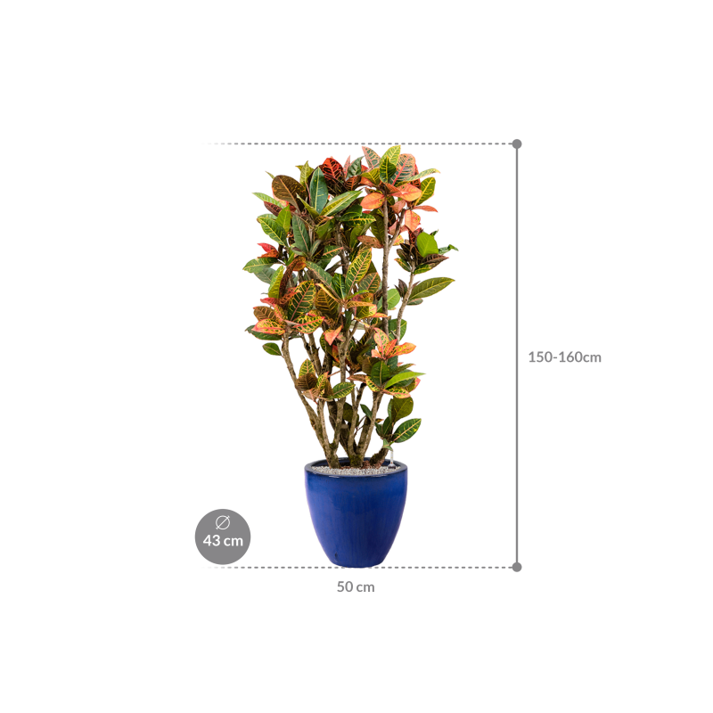 Croton Variegatum Petra in Emperador Couple Blauw