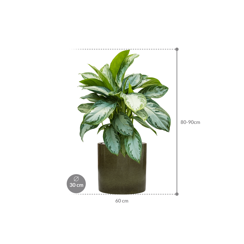 Aglaonema Silver Bay in Cylinder Ceramic Groen