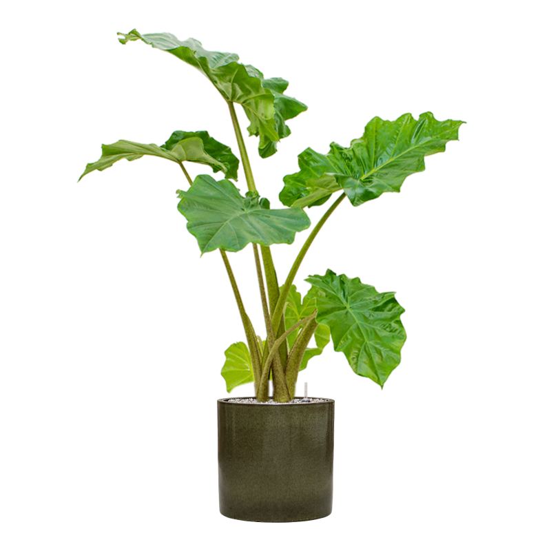 Alocasia 'Portodora' in Cylinder