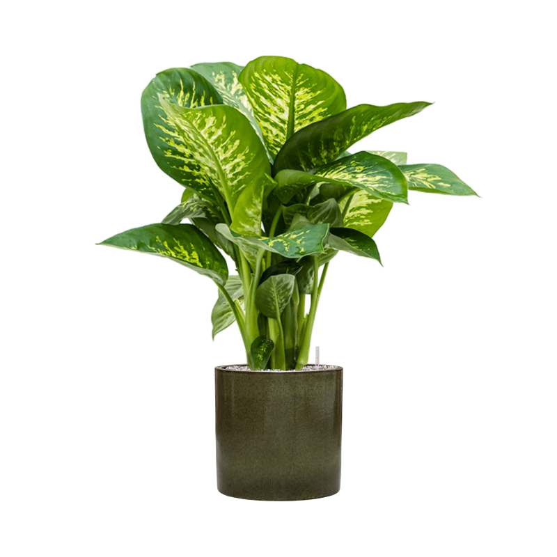 Dieffenbachia Reeva in Cylinder Ceramic Groen