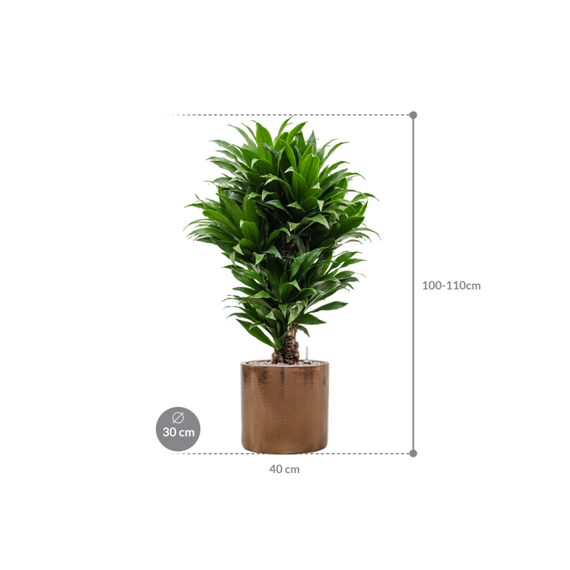 Dracaena Compacta in Cylinder Ceramic Goud