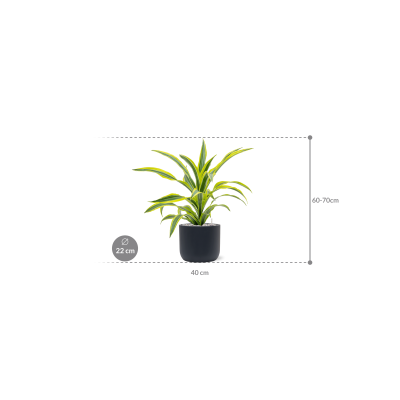 Dracaena Lemon Lime in Baq Ease Cilinder Zwart