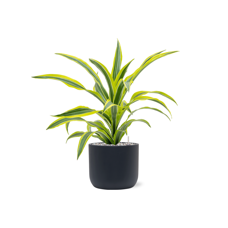 Dracaena Lemon Lime in Baq Ease Cilinder Zwart