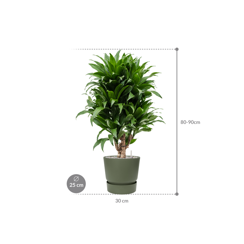 Dracaena Compacta in Elho Greenville Rond Groen