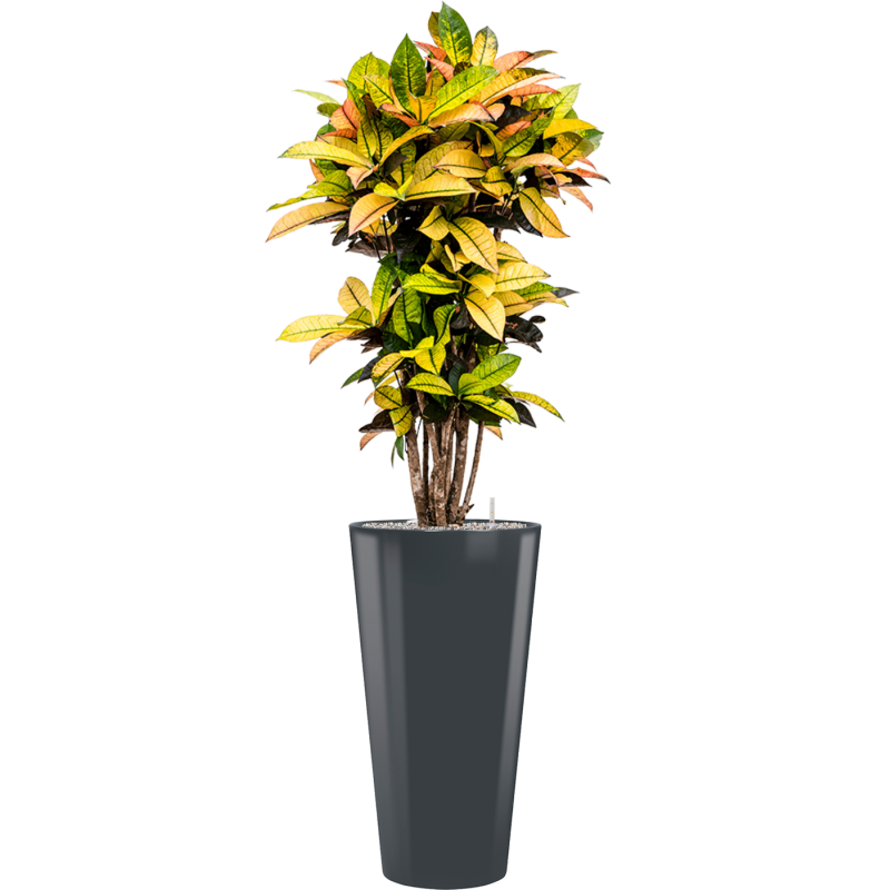 Croton Variegatum Mrs. Iceton in Runner Rond Antraciet