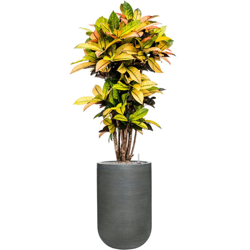 Croton Variegatum Mrs. Iceton in Ribbed Cody High Grijs