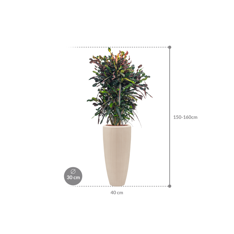 Croton variegatum Mammi in Polystone Partner Crème