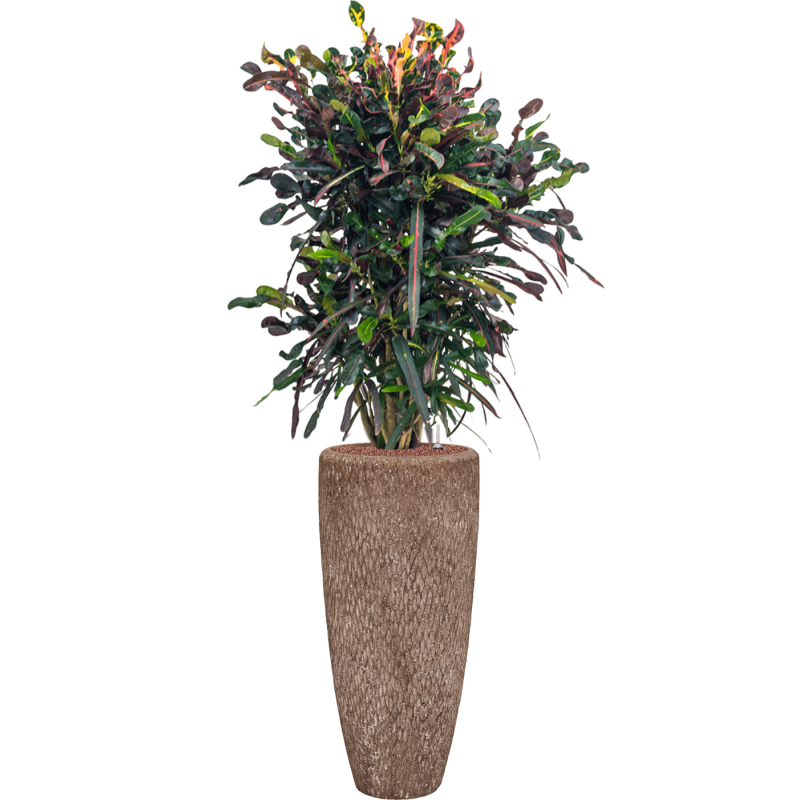 Croton Variegatum Mammi in Polystone Partner Rock Bruin