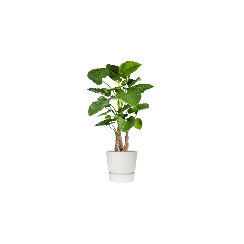 Alocasia Calidora in Elho Greenville Rond Wit - kunstplant