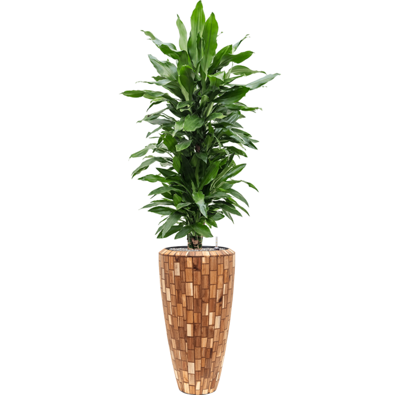 Dracaena Janet Lind in Baq Facets Jenga Partner