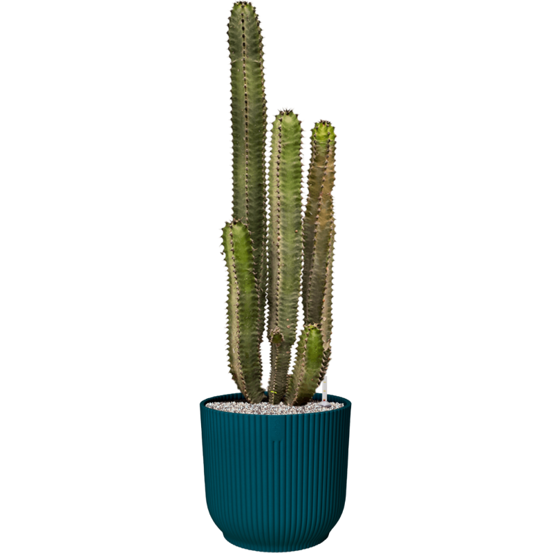 Euphorbia Canariensis in Elho Vibes Blauw