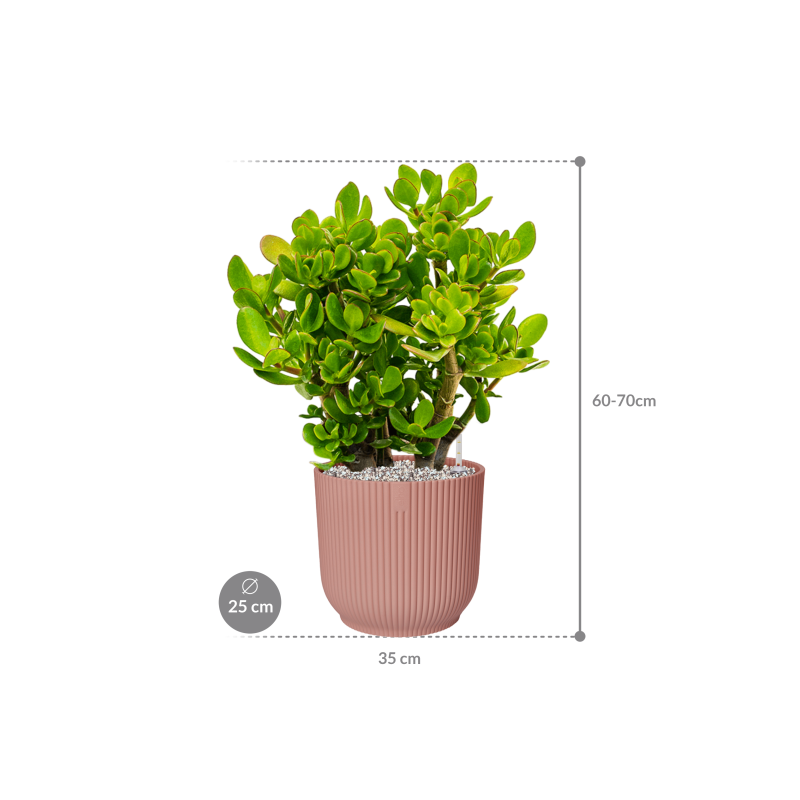 Crassula ovata in Elho Vibes Roze