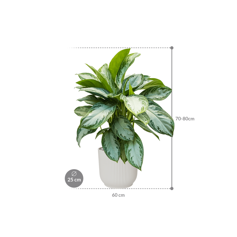 Aglaonema Silver Bay in Elho Vibes Wit