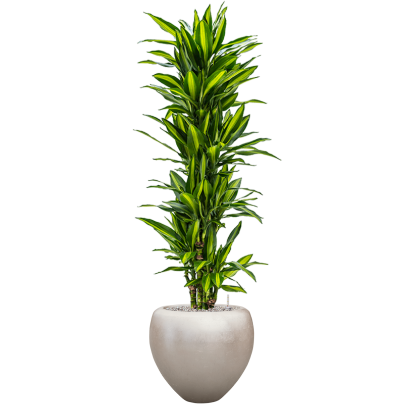 Dracaena Cintho in Baq Metallic Couple Silver